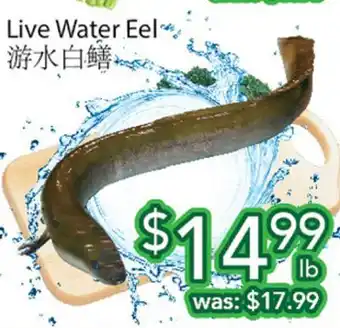 Ample Food Market Live Water Eel offer