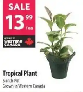 Co-op Tropical Plant offer