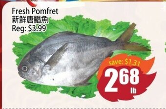 Fresh Pomfret
