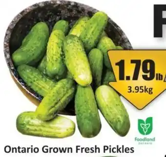Starsky Ontario Grown Fresh Pickles offer