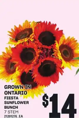 Loblaws FIESTA SUNFLOWER BUNCH, 7 STEM offer