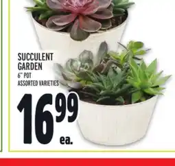 Metro SUCCULENT GARDEN offer