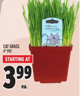 Metro CAT GRASS offer