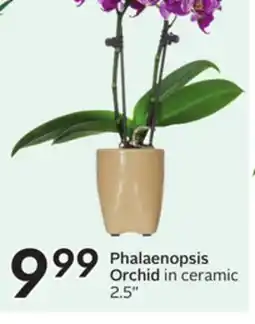 Sobeys Phalaenopsis Orchid in offer