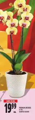 Metro PREMIUM ORCHIDS offer