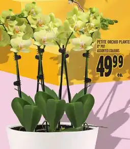 Metro PETITE ORCHID PLANTER offer