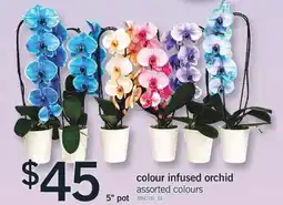 Fortinos 5 POT COLOUR INFUSED ORCHID offer