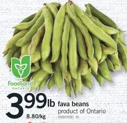 Fortinos FAVA BEANS offer