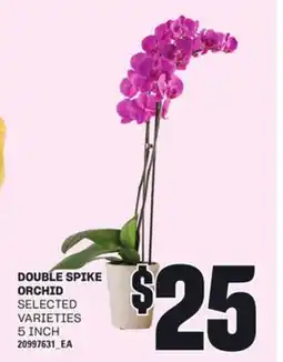 Loblaws DOUBLE SPIKE ORCHID, 5 INCH offer