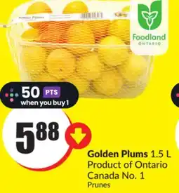 FreshCo Golden Plums 1.5 L Product of Ontario Canada No. 1 offer