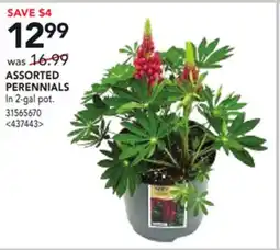 RONA ASSORTED PERENNIALS offer