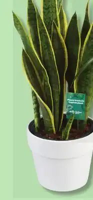 IGA PINEAPPLE OR TROPICAL PLANT offer