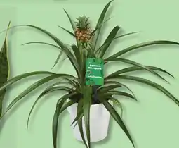 IGA LES INDISPENSABLES PINEAPPLE OR TROPICAL PLANT offer