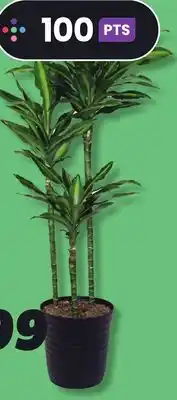 IGA LES INDISPENSABLES TROPICAL PLANT offer