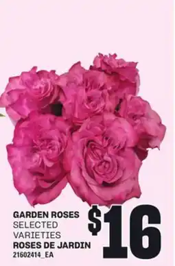Independent City Market ROSES DE JARDIN offer