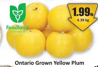 Starsky Ontario Grown Yellow Plum offer