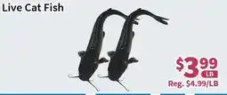Blue Sky Supermarket Live Cat Fish offer