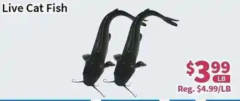 Blue Sky Supermarket Live Cat Fish offer