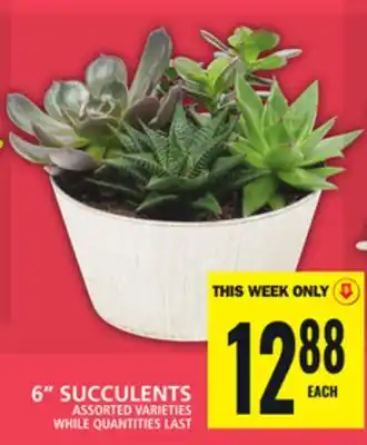 Food Basics 6 SUCCULENTS offer