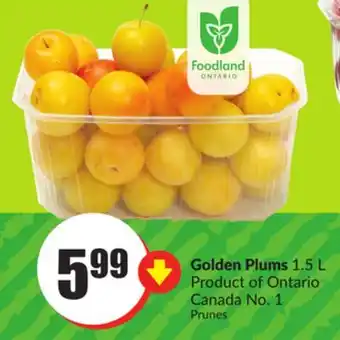 FreshCo Golden Plums 1.5 L Product Of Ontario Canada No 1 offer