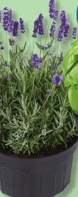 IGA HARVEST GIANT FRESH BASIL, CORIANDER, LAVENDER, MINT, CURLY OR ITALIAN PARSLEY OR ROSEMARY offer