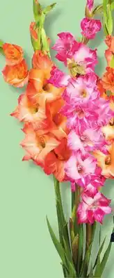 IGA GLADIOLUS 5-STEM BOUQUET offer