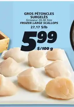 IGA FROZEN LARGE SCALLOPS offer
