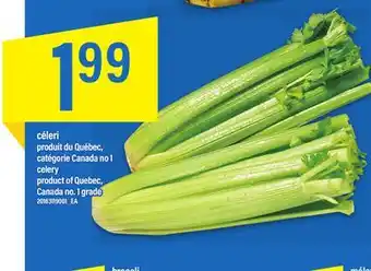 Maxi céleri offer