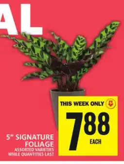 Food Basics 5 SIGNATURE FOLIAGE offer