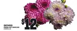 Loblaws FRESH CUT DAHLIAS offer