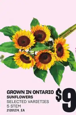 Loblaws SUNFLOWERS, 5 STEM offer