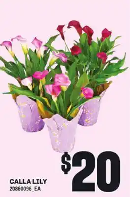 Loblaws CALLA LILY offer