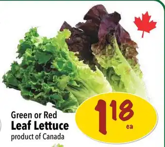 Farm Boy Green or Red Leaf Lettuce offer