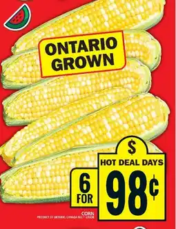 Food Basics CORN offer