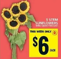 Food Basics 5 STEM SUNFLOWERS offer