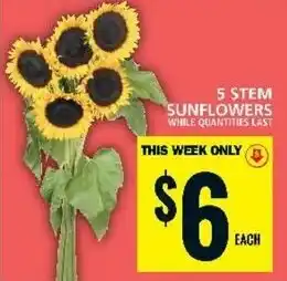 Food Basics 5 STEM SUNFLOWERS offer