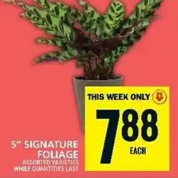 Food Basics 5" SIGNATURE FOLIAGE offer