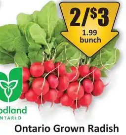 Starsky Ontario Grown Radish offer