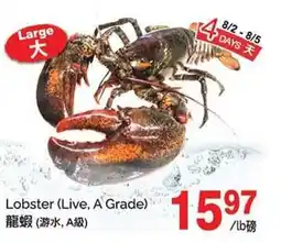T&T Supermarket Lobster (Live, A Grade) offer