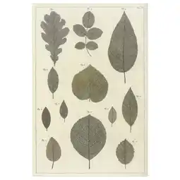 IKEA Bild Poster, botanic leaves collection, 24x35 ¾ offer