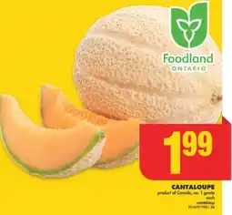 No Frills CANTALOUPE offer