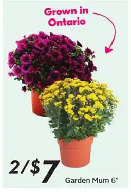 Sobeys Garden Mum offer