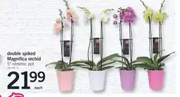 Fortinos DOUBLE SPIKED MAGNIFICA ORCHID offer