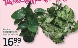 Fortinos Tropical hanging basket, 6 pot offer