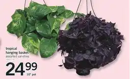Fortinos tropical hanging basket, 10 pot offer
