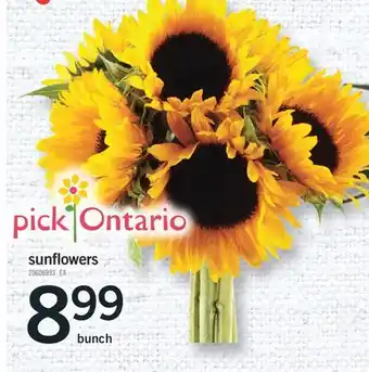 Fortinos sunflowers offer