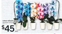 Fortinos COLOUR INFUSED ORCHID offer