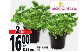 Metro BASIL PLANTS offer