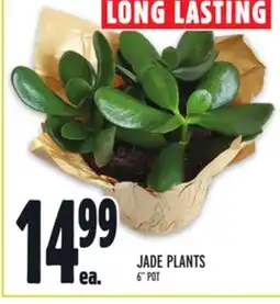 Metro JADE PLANTS offer
