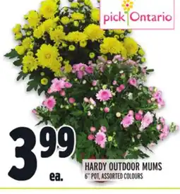 Metro HARDY OUTDOOR MUMS offer
